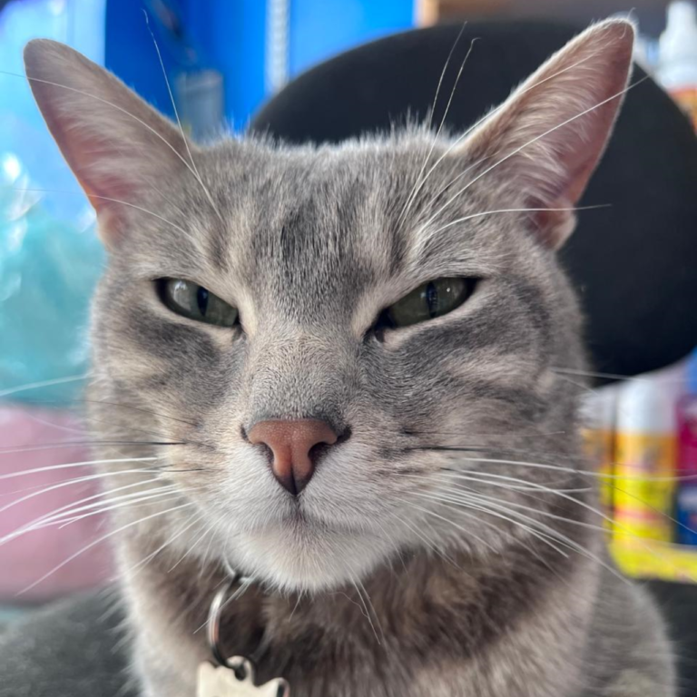 Pako (The Boss)